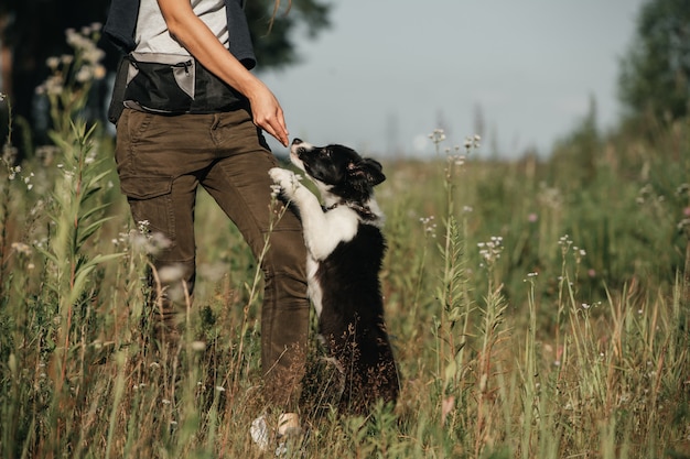 Dog handler training black and white border collie dog puppy in the field