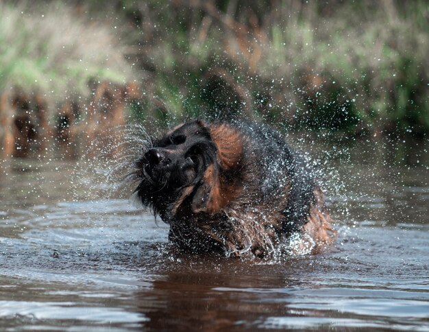 Photo dog happily splashes through the water while swimming