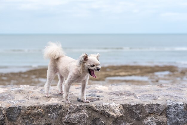 海で旅行するときに岩のビーチで犬の幸せな楽しみ