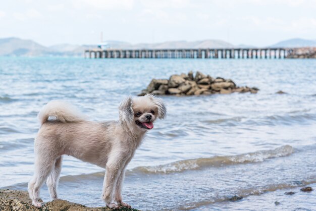 Собака веселится на каменистом пляже, когда путешествует на море