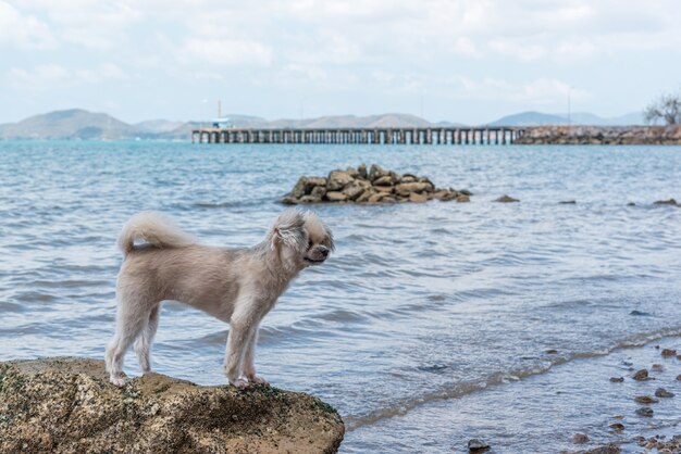 海で旅行するときの岩のビーチで犬の幸せな楽しみ