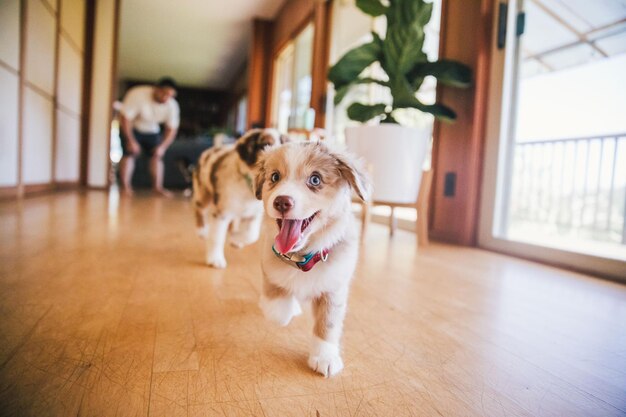 家のハードウッドの床の犬