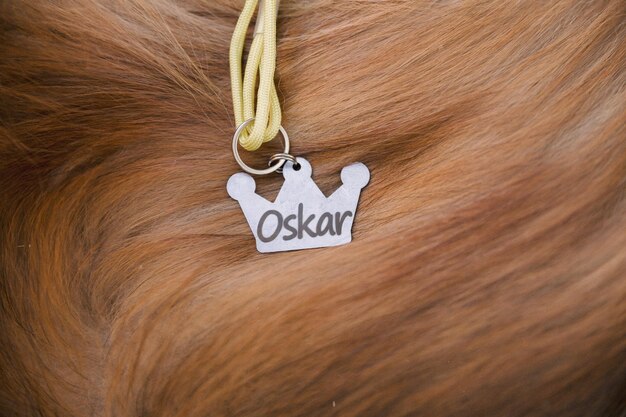 Photo a dog has a name tag that says 