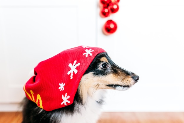 Dog in a hat for the new year and Christmas, home decoration for the holiday, puppy