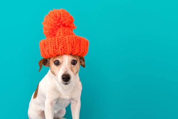 Cane con cappello