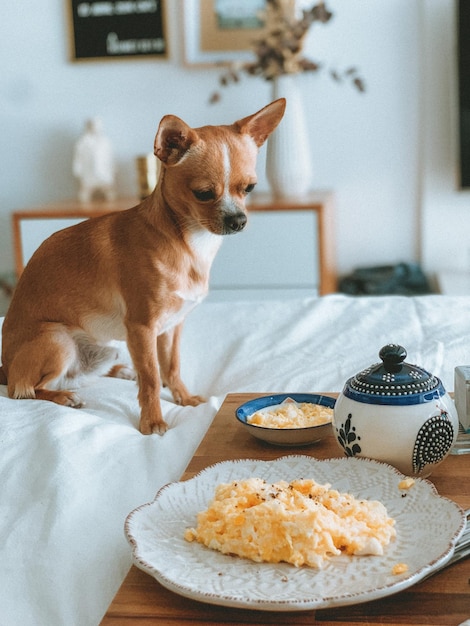 dog having breakfast at bed