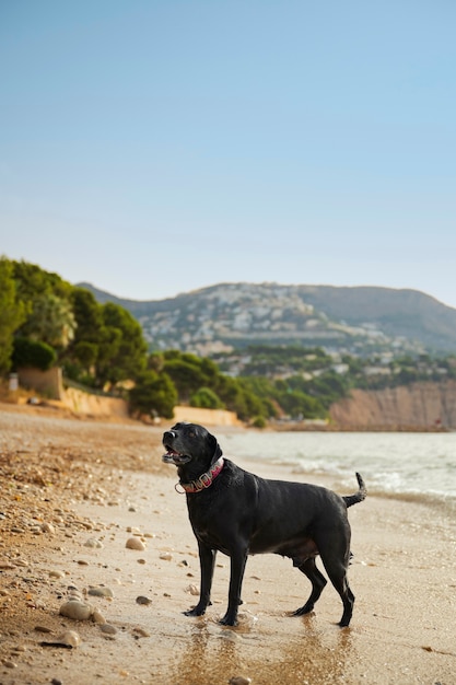 Photo dog having fun at the beach