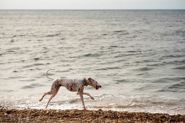 Cane che si diverte in spiaggia