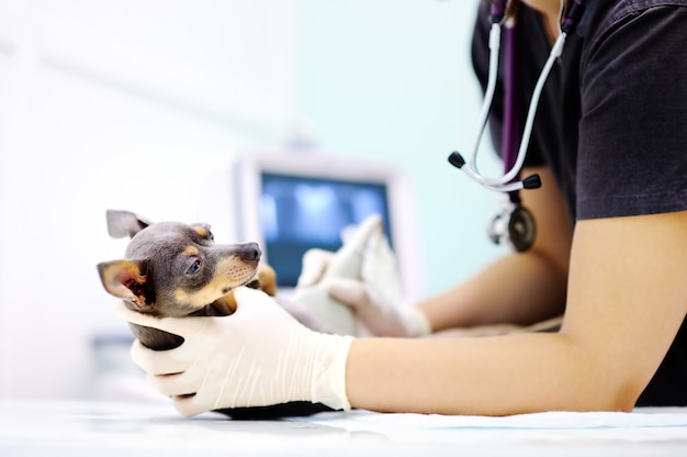 Dog having ultrasound scan in vet office. Little dog terrier in veterinary clinic