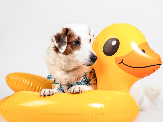 A dog in a Hawaiian shirt lies on a yellow inflatable duck circle Summer Concept