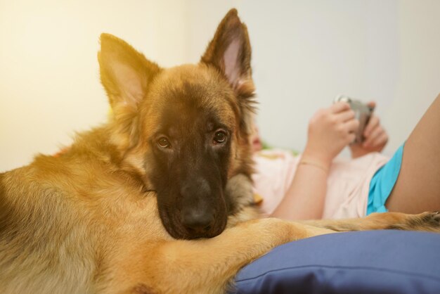 飼い主と一緒に犬の頭を注意深く座って笑顔で