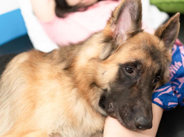 Dog head with owner togetherness sitting with care and smiling