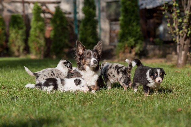 Photo a dog and her puppies are laying on the grass.