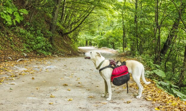 写真 山の未舗装道路での犬のハイカー