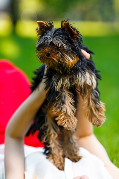 犬と彼の所有者