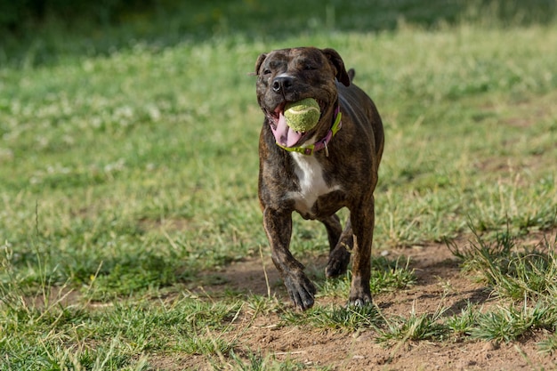 Dog holding ball in mouth on grassy field