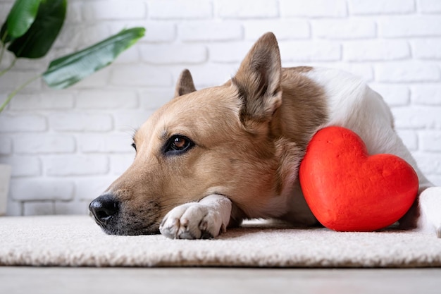собака с красным сердцем лежит на ковре дома