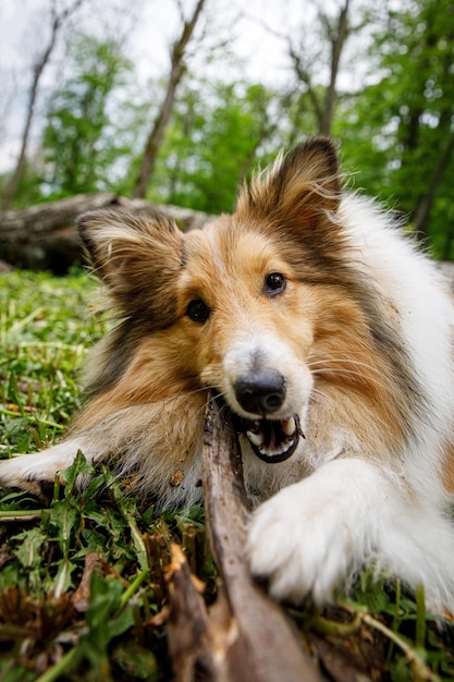 Dog holding a stick in the forest