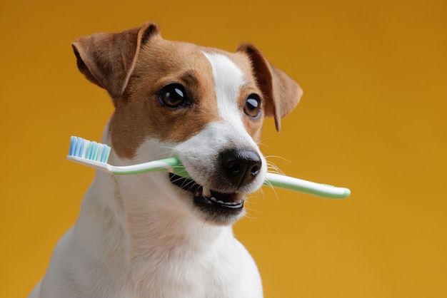 きれいなピンクの背景に歯ブラシを持っている犬