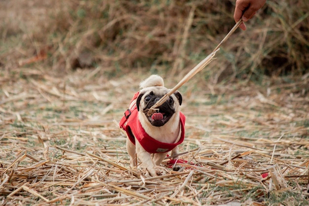 Foto cane con l'ombrello