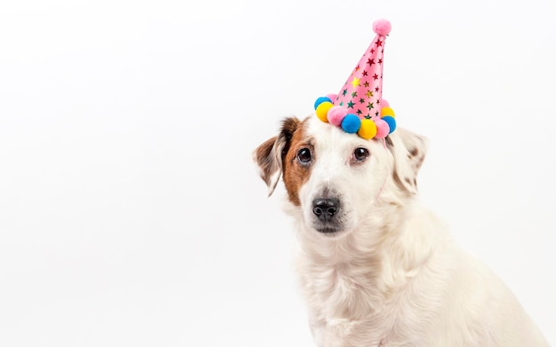 Собака в праздничной шапке сидит на белом фоне. Фото можно использовать для открыток, листовок, баннеров.
