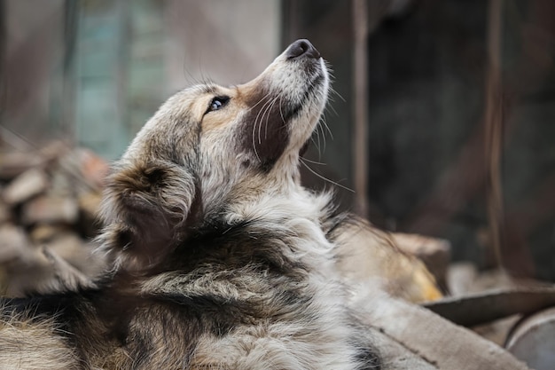 放棄された地域でホームレスの犬