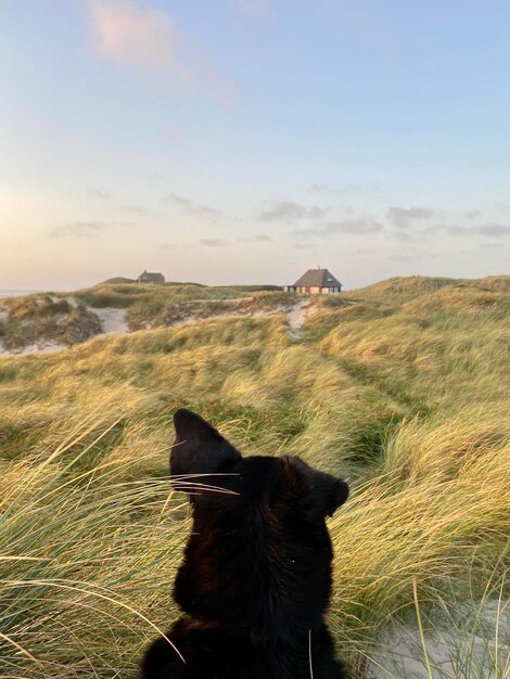 Foto cane e casa nelle dune