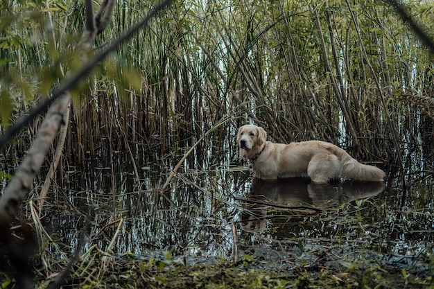 собака охотник в воде золотистый ретривер