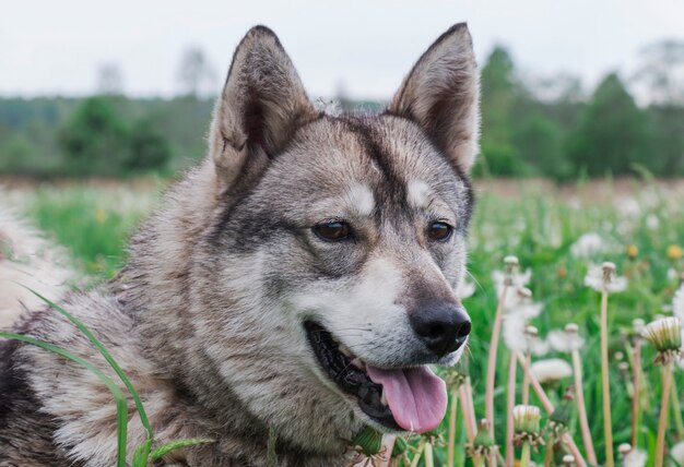 ハスキー犬が野原を散歩する