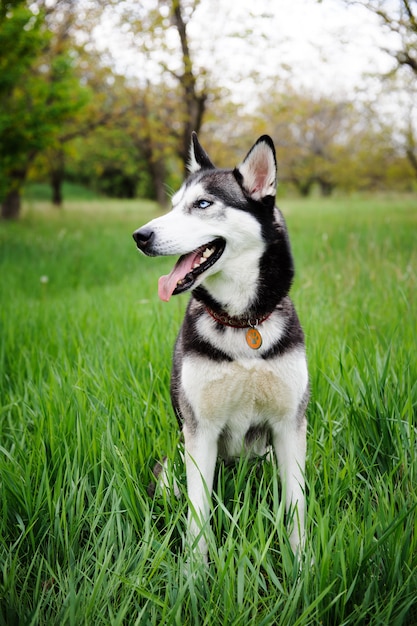 公園を歩いているハスキー犬