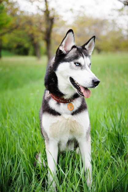 A dog husky walking in a park 