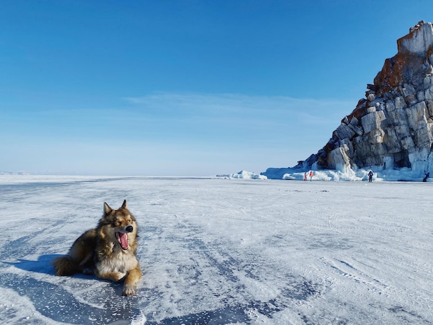 空に照らされた氷の湖の上の犬