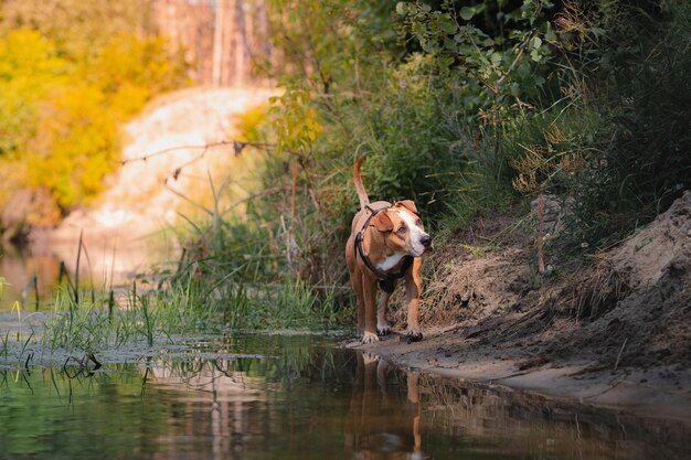 写真 夏の美しい自然景色の犬 スタッフォードシャー・テリアー・マットが川沿いに歩いている