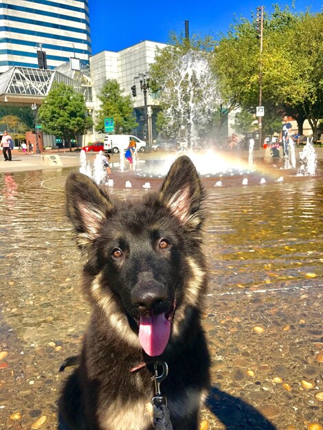 写真 都市にいる犬