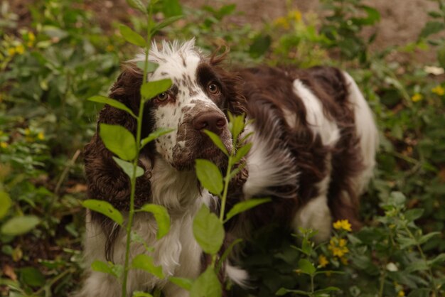 写真 畑にいる犬