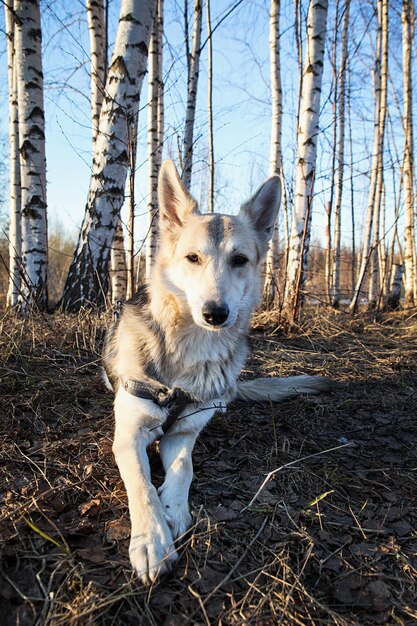 写真 森にいる犬