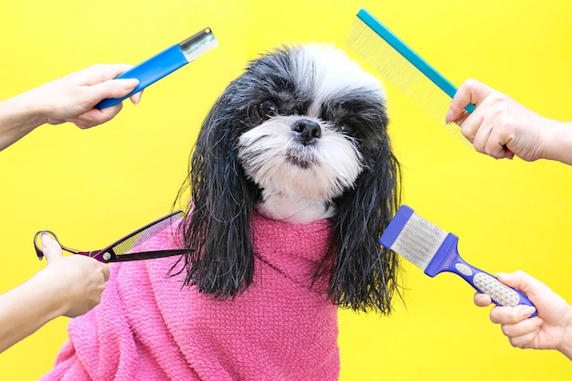 写真 グルーミングサロンの犬;散髪、くし、ヘアドライヤー。ペットは犬の美容院で美容トリートメントを受けます。黄色の背景