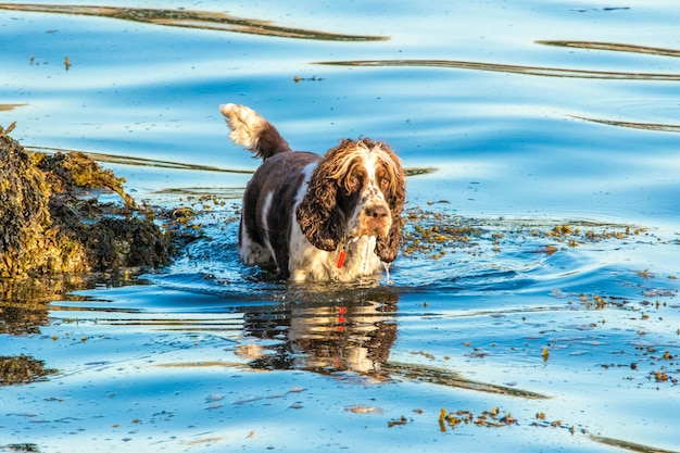 写真 湖にいる犬