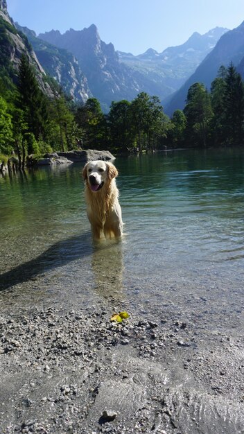 写真 湖にいる犬