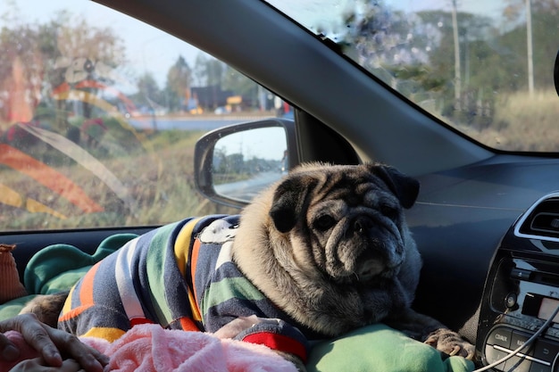 写真 車の中の犬