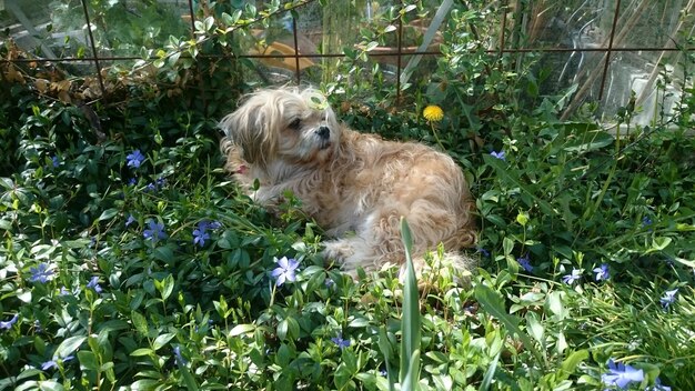 写真 花の植物の中の犬