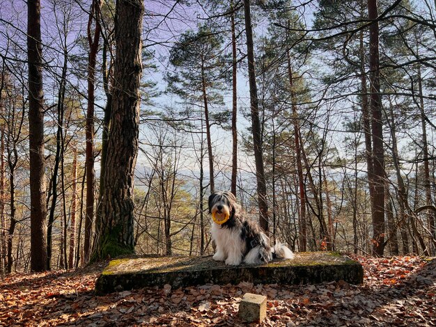 사진 숲 속 의 개