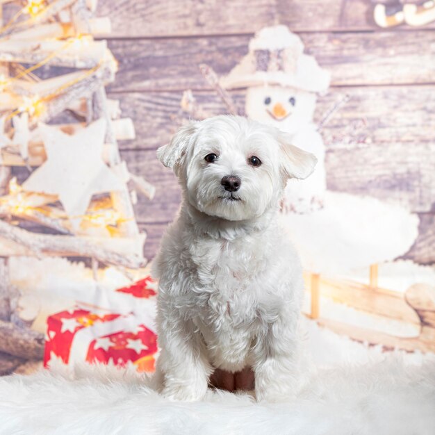 Фото Собака перед рождественским украшением, нарисованным снеговиком и подарком