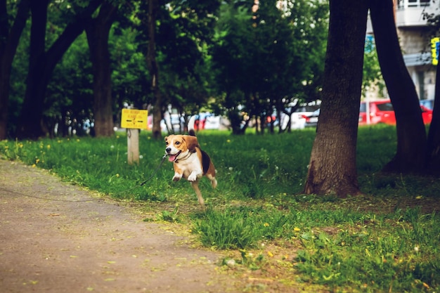 Фото Собака в парке.