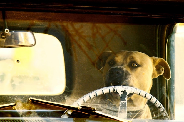 写真 ピックアップトラックに乗った犬