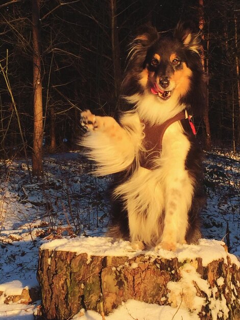 写真 冬の雪の中の犬