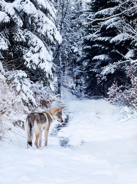 Фото Собака в зимнем лесу