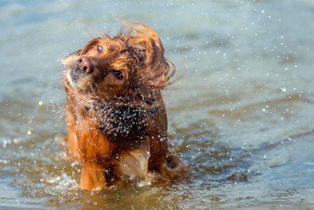 写真 水中の犬