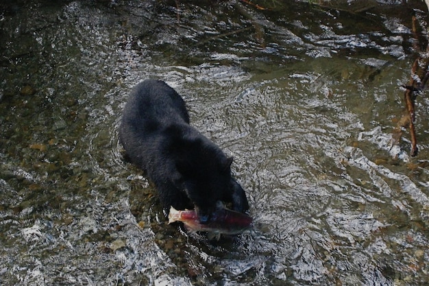 写真 水中の犬