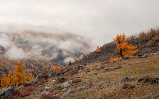 Фото Собака - путеводитель драматический туманный вид на высокие горы